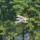 Mini Camel Fighter 380mm - Holzbausatz inkl. Motor uns Propeller